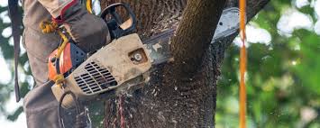 How Our Tree Care Process Works  in  Barbourville, KY