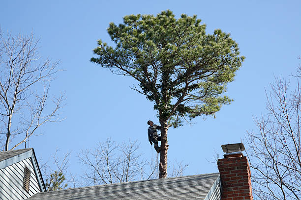 Trusted Barbourville, KY Tree Removal Services Experts